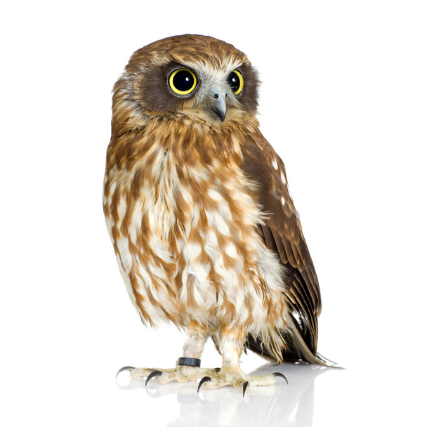 New Zealand owl - Valokuva, kuva