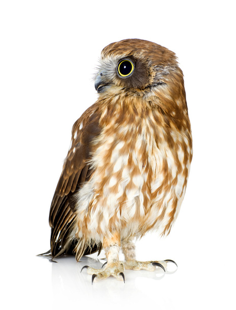 New Zealand owl - Foto, afbeelding