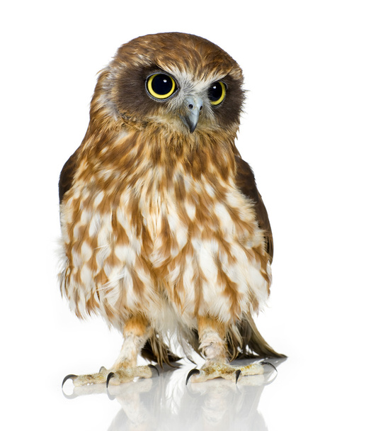 New Zealand owl - Foto, Bild