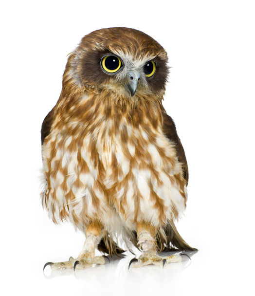 New Zealand owl - 写真・画像