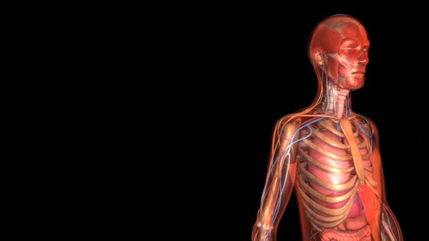anatomii ludzkiego organizmu - Materiał filmowy, wideo