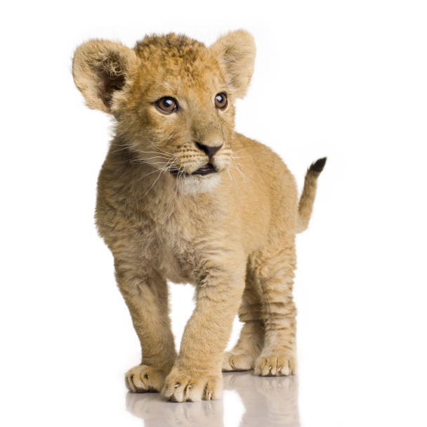 Lion Cub (3 mesi
) - Foto, immagini
