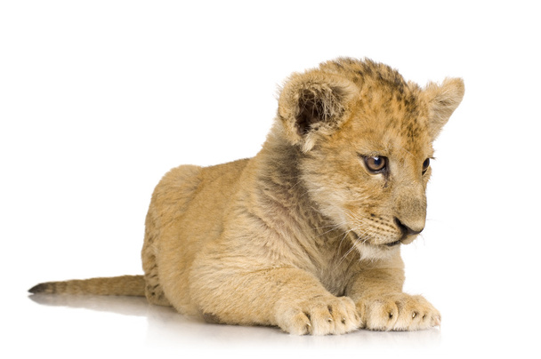 Lion Cub (3 months) - Photo, Image