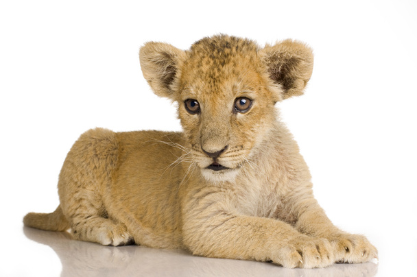 ライオンのカブ（3ヶ月) - 写真・画像