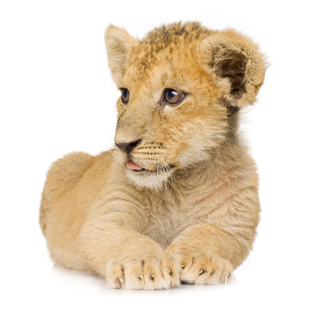 Lion Cub (3 months) - Photo, Image