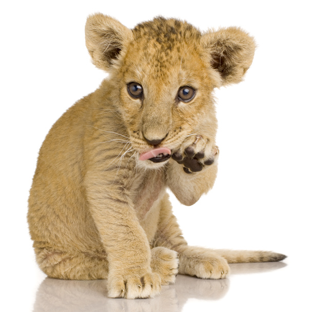 Lion Cub (3 maanden) - Foto, afbeelding