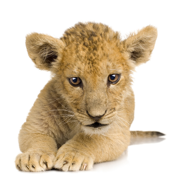 Löwenbaby (3 Monate)) - Foto, Bild