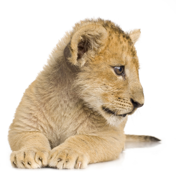 Lion Cub (3 месяца
) - Фото, изображение