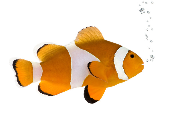 πορτοκαλί clownfish - amphiprion occelaris - Φωτογραφία, εικόνα
