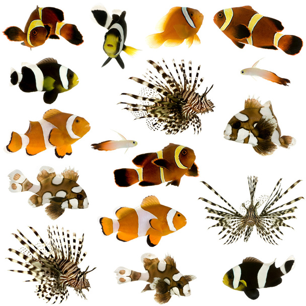 kolekce 17 tropických ryb - Fotografie, Obrázek