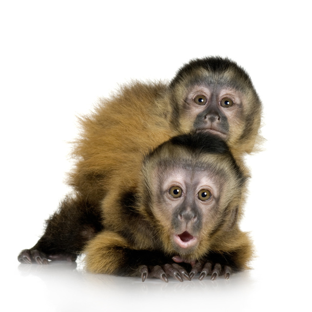 Two Baby Capuchins - sapajou apelle - Photo, Image