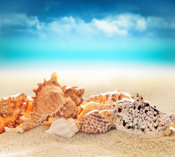  concha marina en la playa de arena  - Foto, imagen