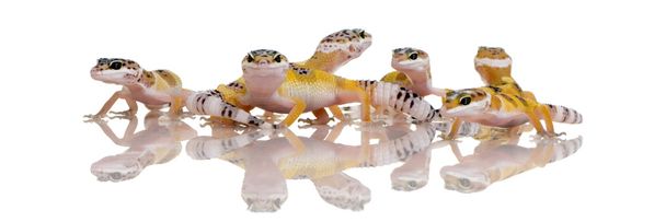 Groupe de jeunes gecko léopards - Eublepharis macularius
 - Photo, image