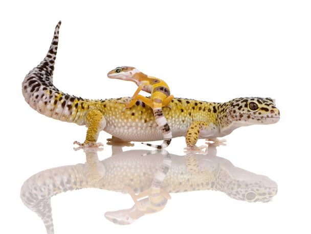 Leopard gecko - Eublepharis macularius - Photo, Image