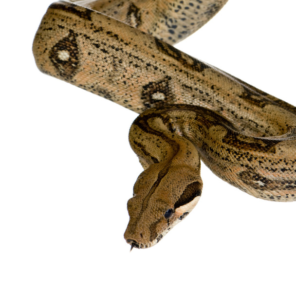 Boa constrictor in front of a white background - Valokuva, kuva
