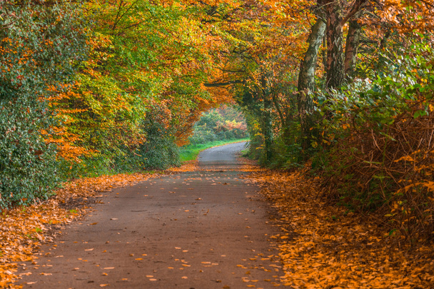 Straße im Herbst.      - Foto, Bild