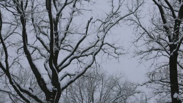 Snow on trees against a winter sky in the park. Camera tracks then holds. - Footage, Video