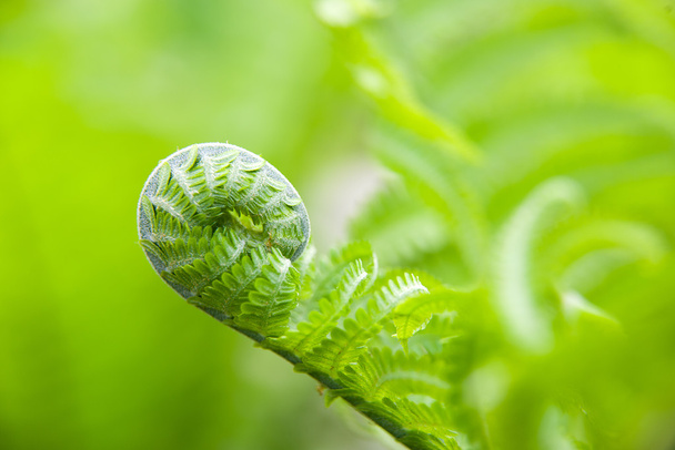 Fern leaves in spring on a sunny day - Photo, Image