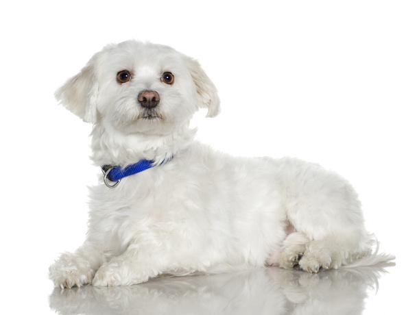 Maltese dog (5 years) - Photo, Image