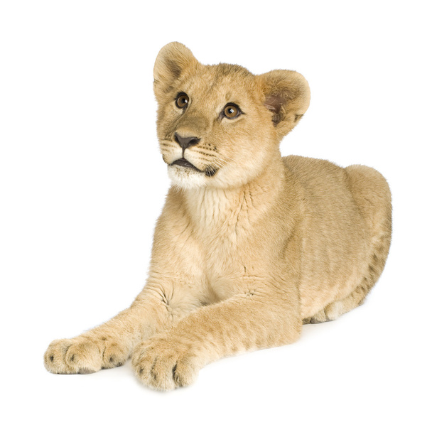 Cachorro león (5 meses
) - Foto, Imagen
