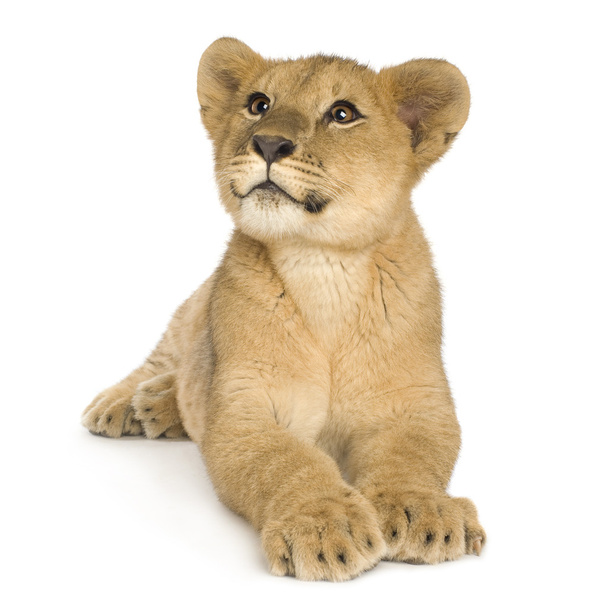 Lion Cub (5 months) - Fotoğraf, Görsel