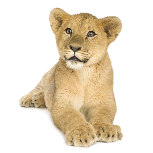 Lion Cub (5 mois
) - Photo, image