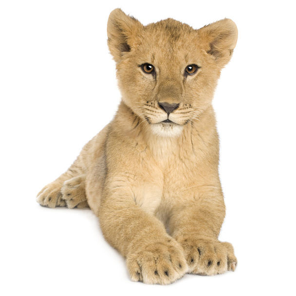 Cachorro león (5 meses
) - Foto, Imagen