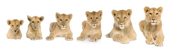 Lion cub growing from 3 to 9 months in front of a white backgrou - Foto, Imagem