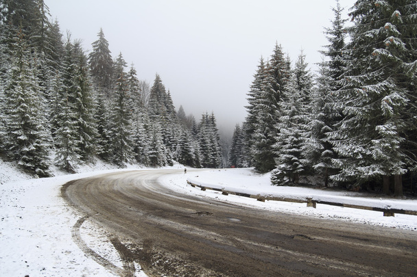 Дорога в снежном лесу - Фото, изображение