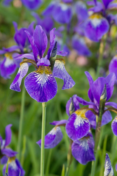 Iris violet
 - Photo, image