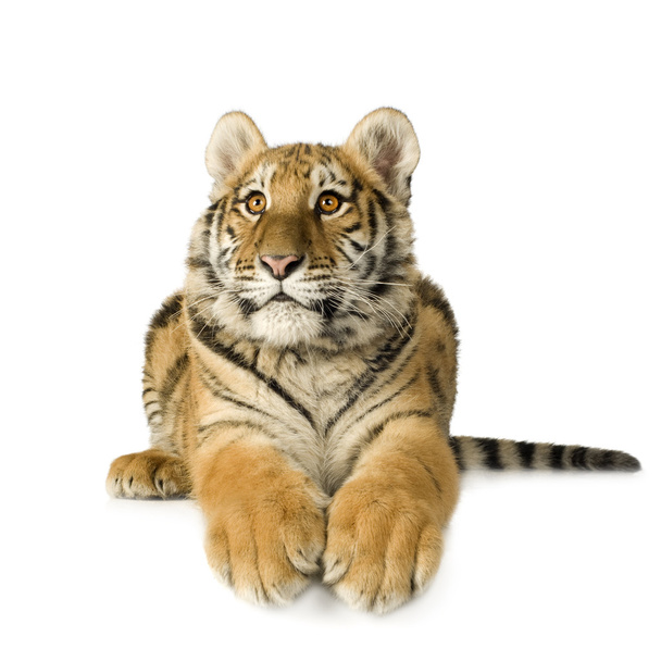 Cub τίγρης (5 μήνες) - Φωτογραφία, εικόνα