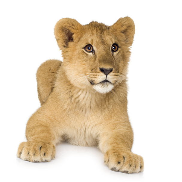 Lion Cub (6 months) - Foto, imagen
