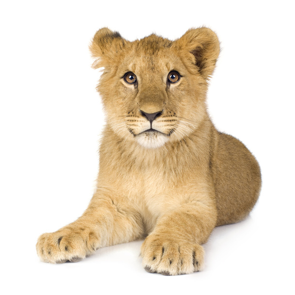 Leijonanpentu (6 kuukautta
) - Valokuva, kuva
