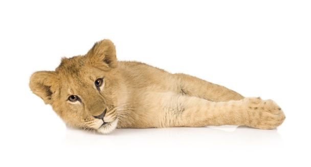 Lion Cub (6 months) - Photo, Image