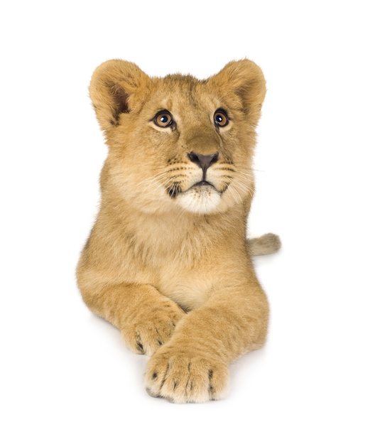 Lion Cub (6 months) - Φωτογραφία, εικόνα