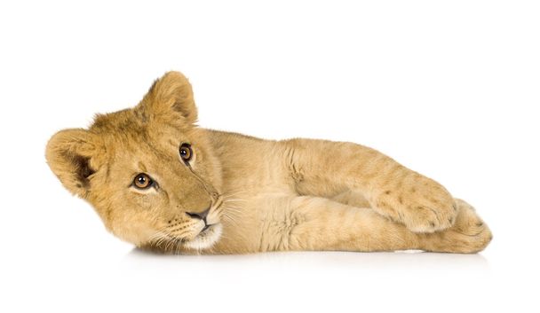 Lion Cub (6 months) - Photo, Image