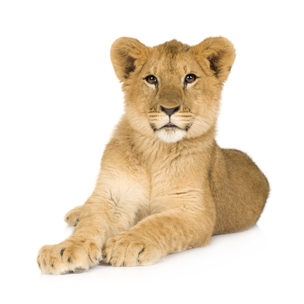 Lion Cub (6 mois
) - Photo, image