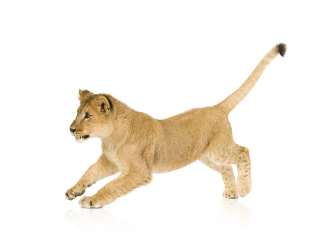 Löwenbaby (6 Monate)) - Foto, Bild