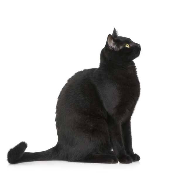 μαύρη γάτα - Φωτογραφία, εικόνα