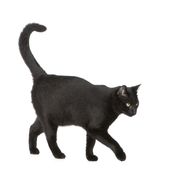Black cat - Foto, afbeelding