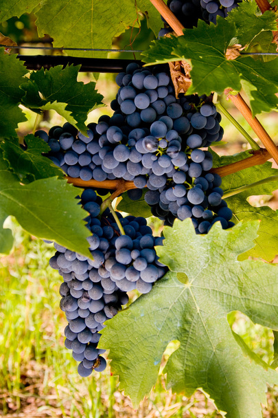 Italie, Toscane, Vallée de Bolgheri, vignoble, raisin de cuve
 - Photo, image