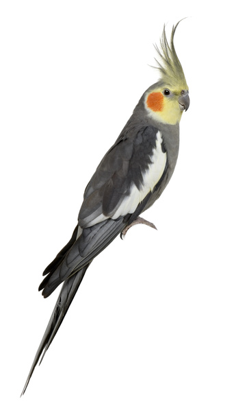 Cockatiel, Nymphicus hollandicus, perched in front of white back - Photo, Image
