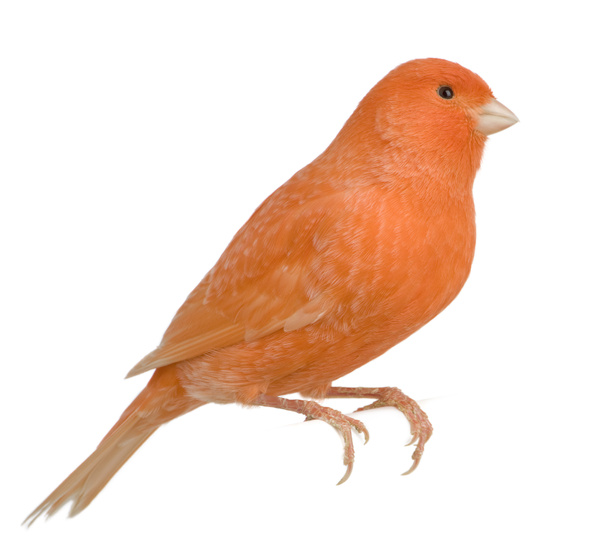 Red canary, Serinus canaria, perched in front of white backgroun - Photo, Image