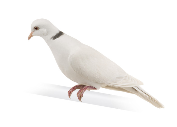 Ringneck Dove - Photo, Image