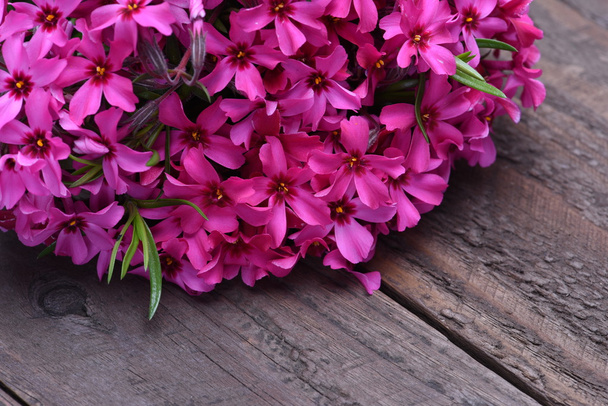 Rosafarbene Frühlingsblumen  - Foto, Bild