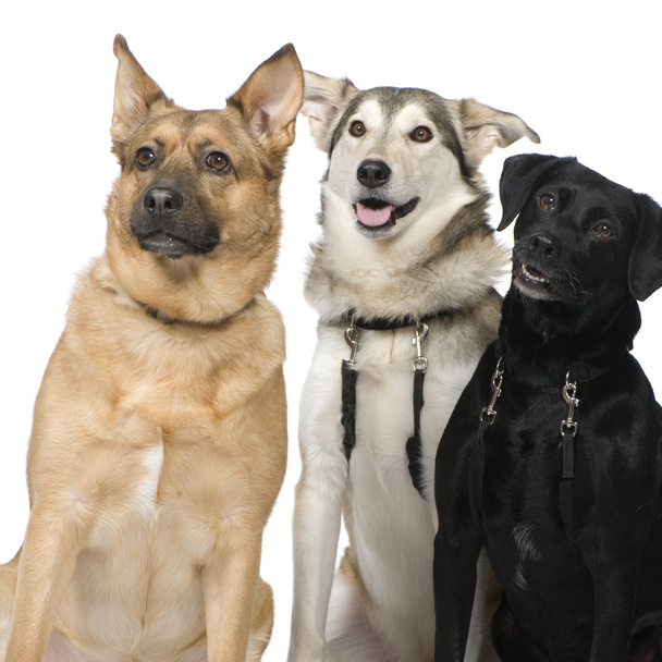Tre cani di razza incrociata
 - Foto, immagini