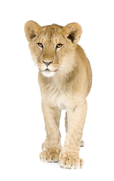 cucciolo di leone (8 mesi
) - Foto, immagini