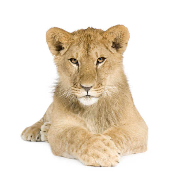 Lion cub (8 months) - 写真・画像