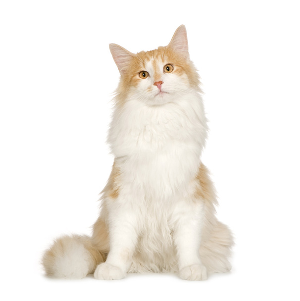 Norwegian Forest Cat (7 months) - Photo, Image