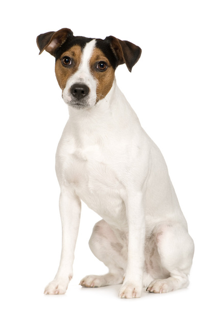 Parson Russell Terrier (2 years) - 写真・画像
